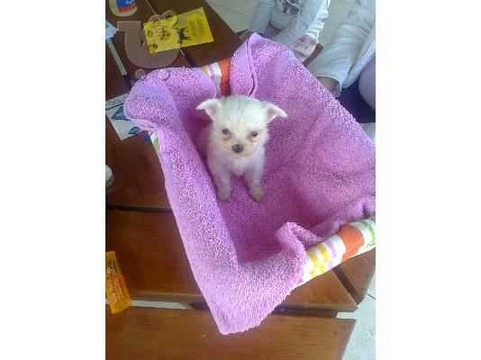 PoulaTo: Maltese